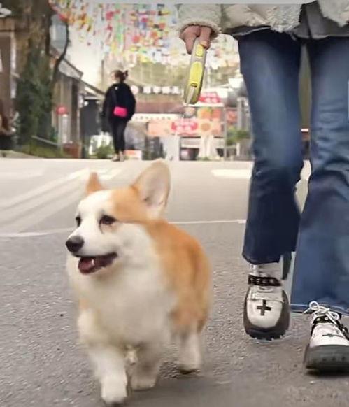 大狗最新爆料图片大全视频,图片大全视频揭秘，精彩瞬间一网打尽